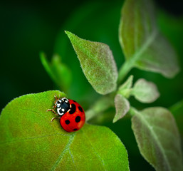 Ladybug climbing on green leaf