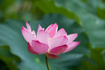 Obraz premium 古代 蓮