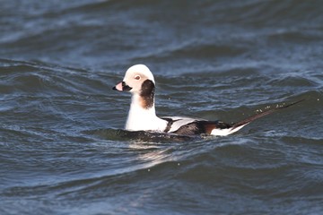 Long-tailed Duck (Oldsquaw)