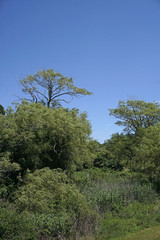Obraz premium trees and lush undergrowth on the South Massachusetts coast