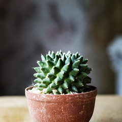 Closeup of real cactus in a pot on wooden table