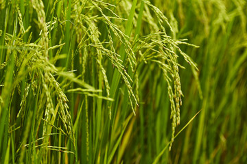 In the rice fields