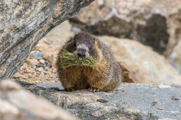 Marmot in Rocky Mountain National Park, Colorado