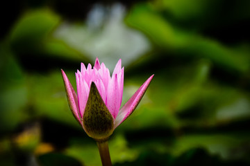 The beauty of the lotus in the pond
