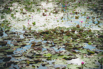 The beauty of the lotus in the pond