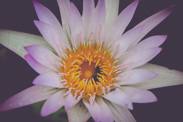 Obraz premium The beauty of the lotus in the pond