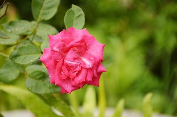 pink damask rose flower in nature garden