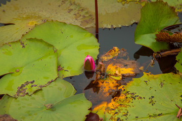 The beauty of the lotus in the pond