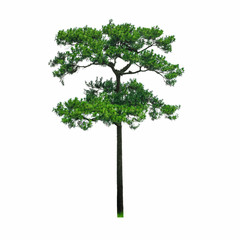 Pine tree beautiful shape isolated on white background..