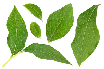 Fototapeta premium Blueberry fruit leaf collection