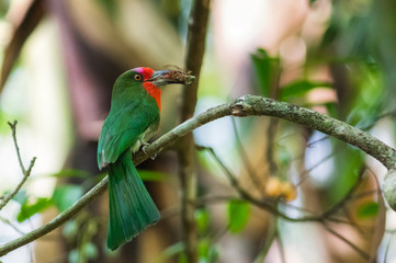 Nyctyornis amictus
