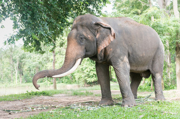 Big Thai elephant in forest,reserve animal