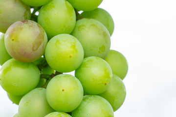 木になるぶどう