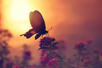 Deurstickers Vlinder Schaduw van vlinder op bloemen met zonlichtbezinning van water op achtergrond.