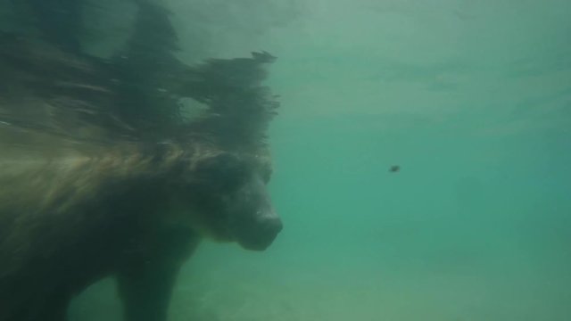 A brown bear catches salmon
