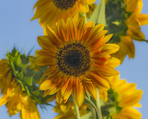 Sunflower 2