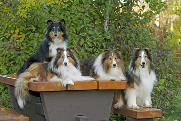 Four Shetland Sheepdog's sitting together on table in park, posing, looking towards camera.