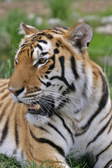 Headshot of beautiful Bengal Tiger resting in grass, relaxed.