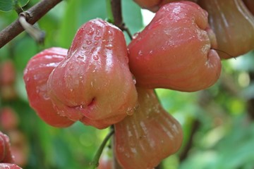 rain drops on red rose apples