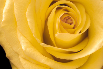 Obraz na płótnie Canvas One yellow rose close-up in full frame.