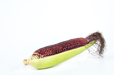 Fototapeta premium red purple corn
