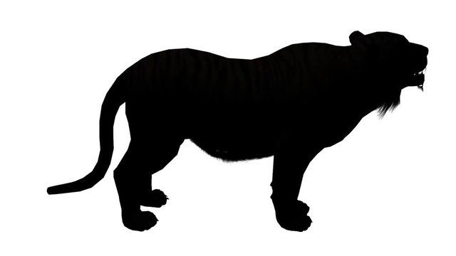Tiger open mouth roar sketch silhouette,wildlife animals habitat.stripes pattern.