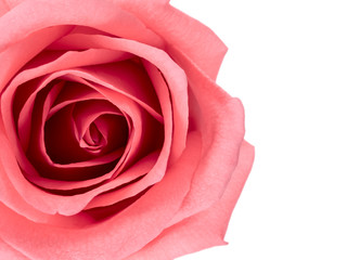 Top view and close-up image of beautiful pink rose flower with copy space. Valentine day, love and wedding concept