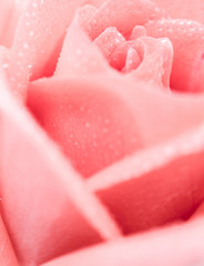 Close-up image of beautiful pink rose flower with droplet. Valentine day, love and wedding concept. Selective and soft focus
