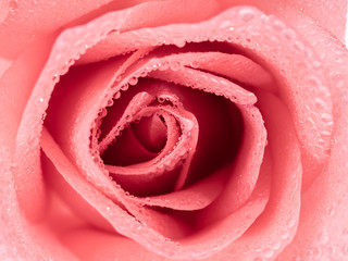 Top view and close-up image of beautiful pink rose flower with droplet. Valentine day, love and wedding concept. Selective and soft focus.