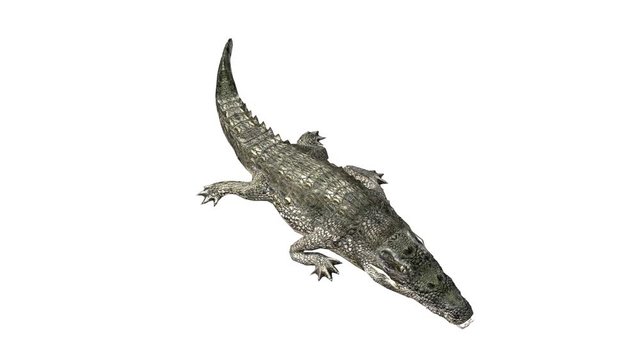Crocodile open mouth attack hunting eating,Dangerous animals.