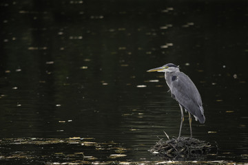 Gray heron standing on a coots nest fishing
