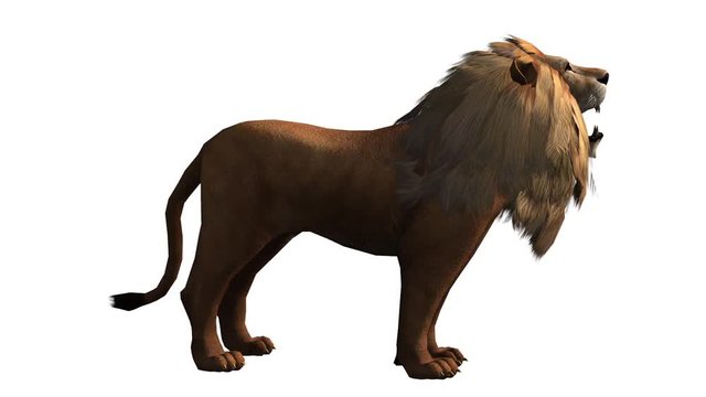 Lion howl trumpet,Endangered wild animal wildlife.