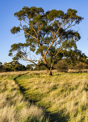 Australian Bushland 