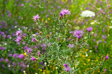 Centaurea scabiosa or greater knapweed for traditional herbal healing.