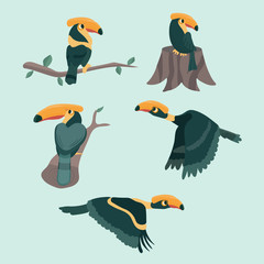 Bird hornbill set cartoon vector illustration.