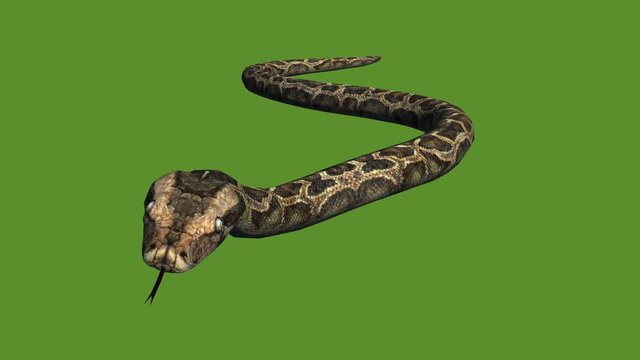 Snake & jungle carpet python slide crawling attack,sliding decorative non venomous,wild animal herpetology background.