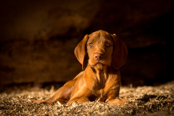 Magyar Viszla Welpe © Nadine Haase