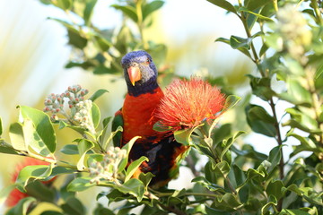 Rainbow lorikeet in the bushes