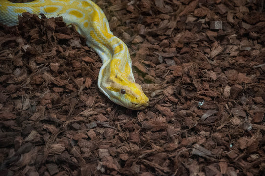 python birman