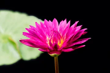 Photo sur Plexiglas fleur de lotus blooming lotus flower in the botanical garden