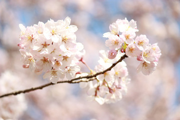 sakura cherry blossom national flower of japan