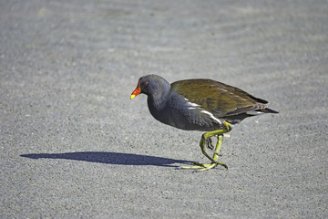 Moorhen walking on land looking for food