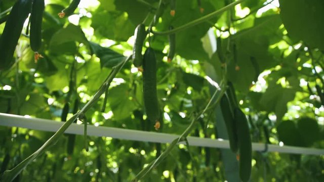 Drip irrigation in a greenhouse with cucumbers. Industrial greenhouse. Technologies of greenhouse growth of plants: green culture. Modern farming: growing cucumbers in an automated greenhouse.