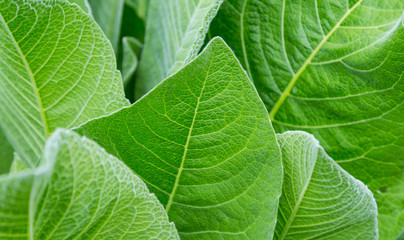 Green matte leaves close-up, like a background