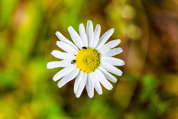 Daisy blossom with little insects on it