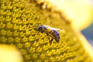 honeybee on sunflower