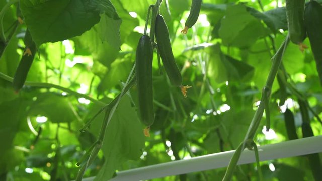 Cucumbers in the greenhouse. Cucumber MEVA, grown in a light industrial greenhouse. Technologies of greenhouse growth of plants: green culture. Drip irrigation in a greenhouse with cucumbers.