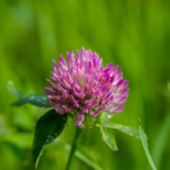 Flowering clover