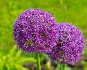 Flowering decorative garlic