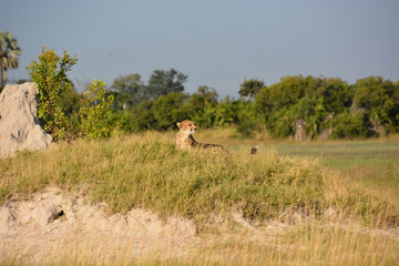 Naklejka na ściany i meble Cheetah, Okavango Delta World Heritage Site, Botswana, Africa